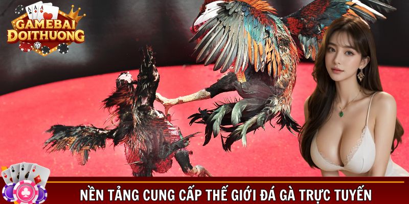 Nền tảng cung cấp thế giới đá gà trực tuyến
